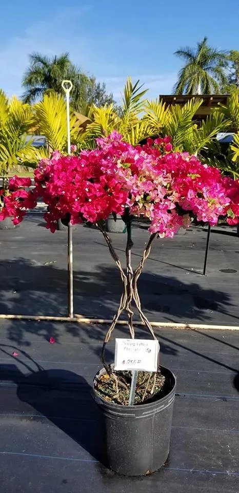 Local lawn care service in Loxahatchee, FL - GVI Sod