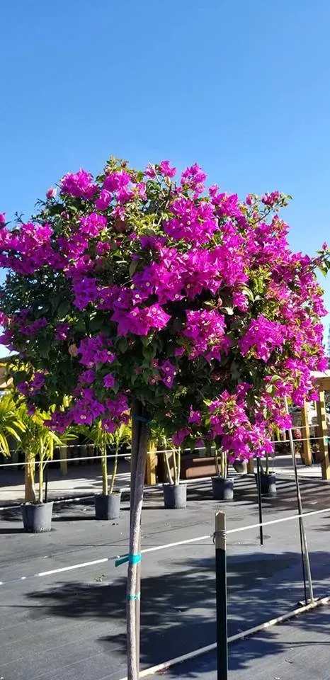 Expert landscape installation in Loxahatchee, FL - GVI Sod