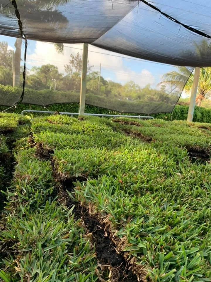 Reliable yard cleanup service experts serving Loxahatchee, FL - GVI Sod