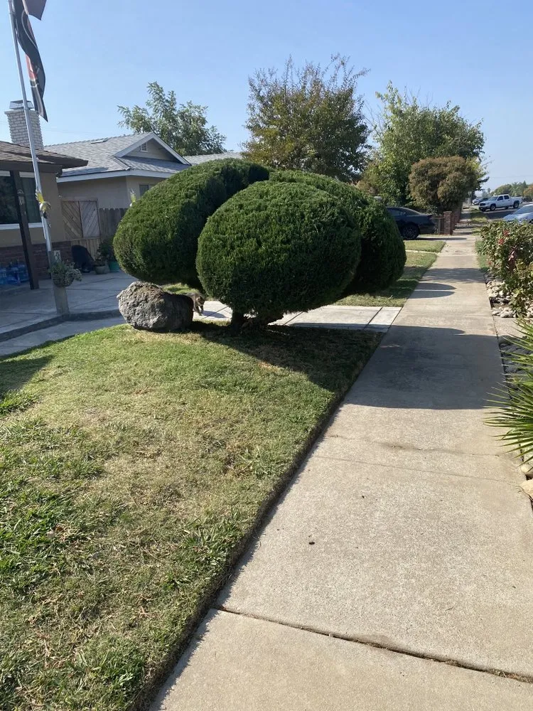 Expert yard cleanup service for year-round maintenance in Riverbank, CA by GVO Landscape