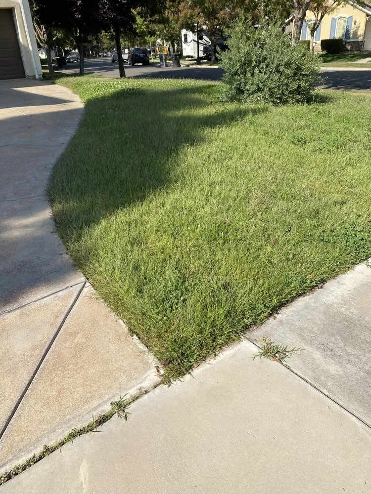 Expert yard cleanup service for year-round maintenance across Riverbank, CA - GVO Landscape