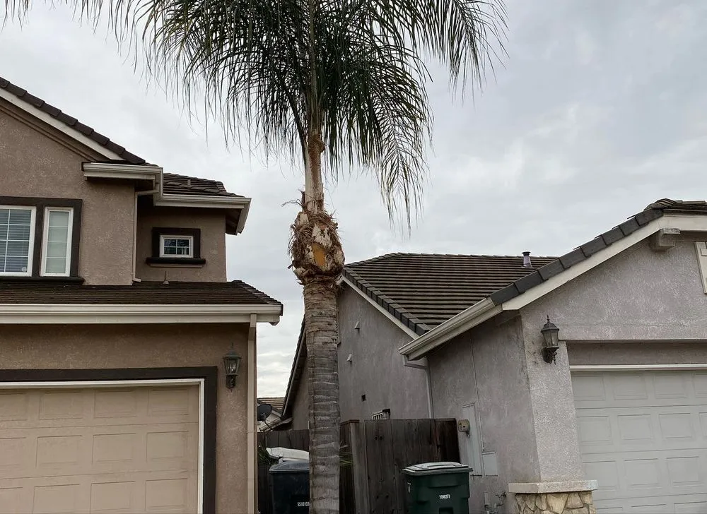 Top-rated lawn care service experts serving Riverbank, CA - GVO Landscape