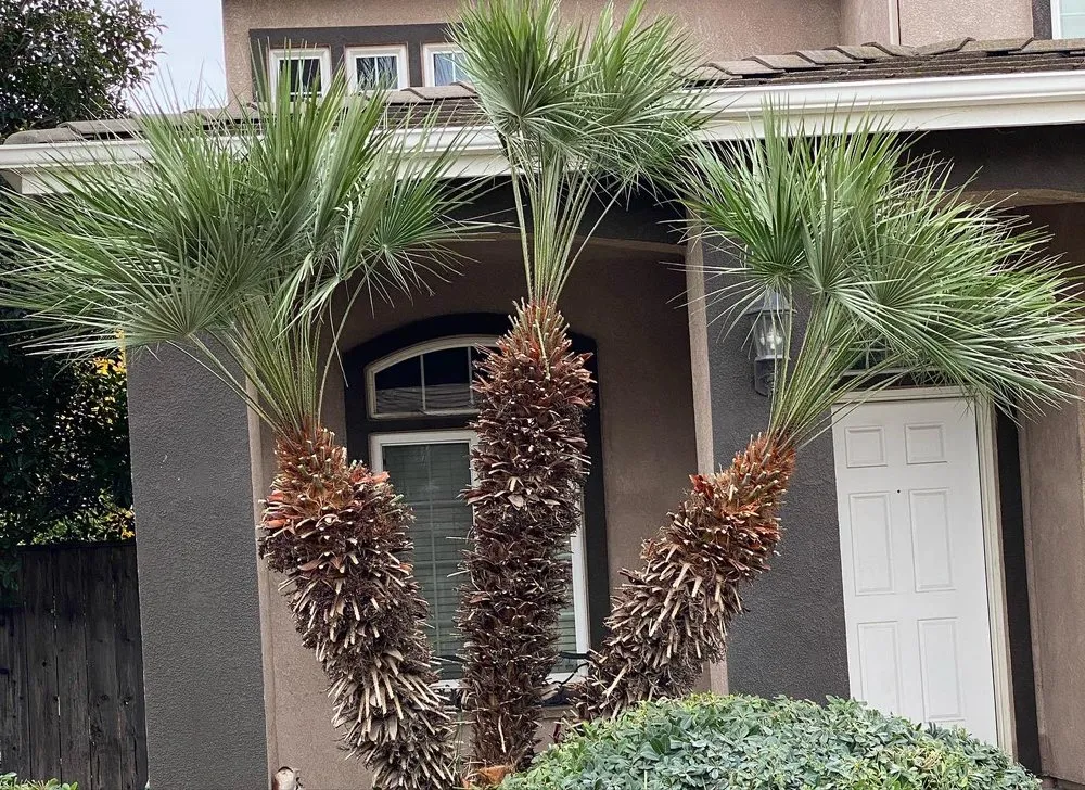 Reliable lawn care service in Riverbank, CA - GVO Landscape