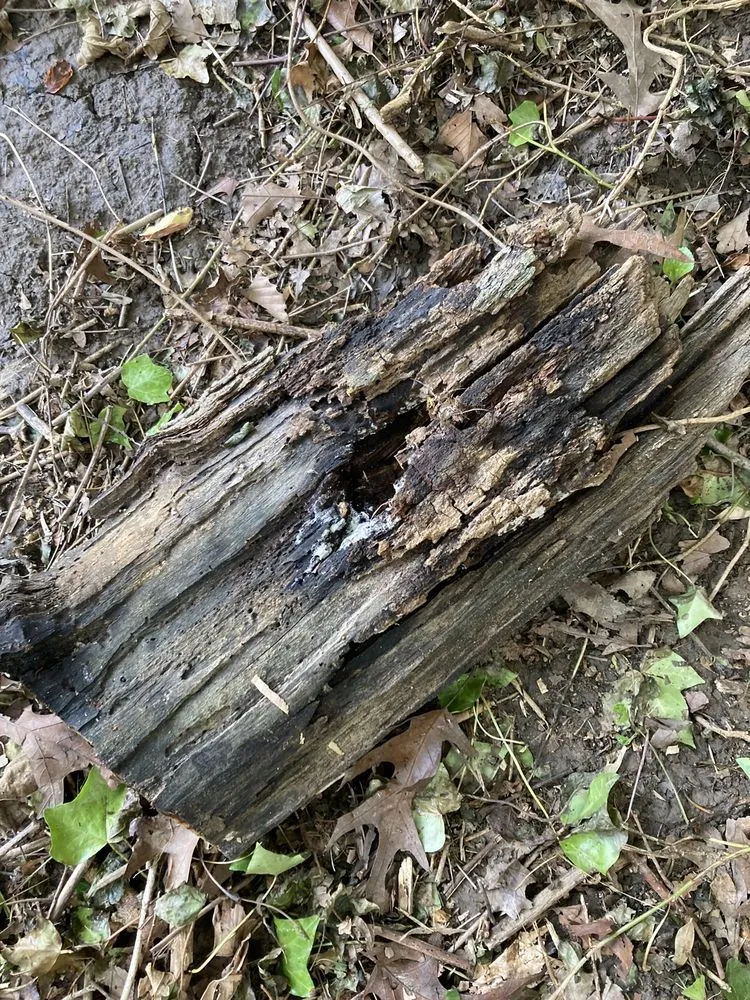 Trusted yard cleanup service in Falls Church, VA by GW Tree Services