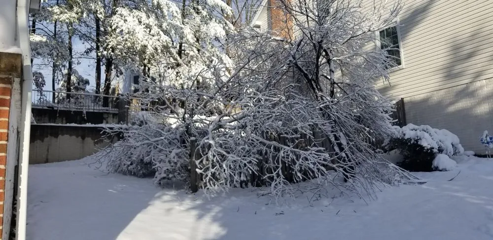 Affordable lawn mowing service in Falls Church, VA by GW Tree Services