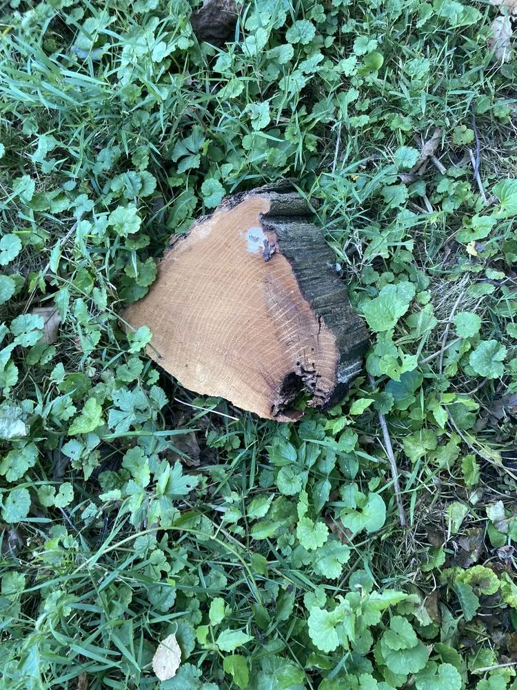 Expert lawn mowing service in Falls Church, VA - GW Tree Services