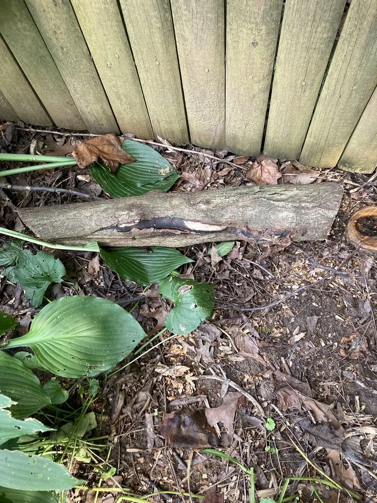 Local yard maintenance in Falls Church, VA by GW Tree Services