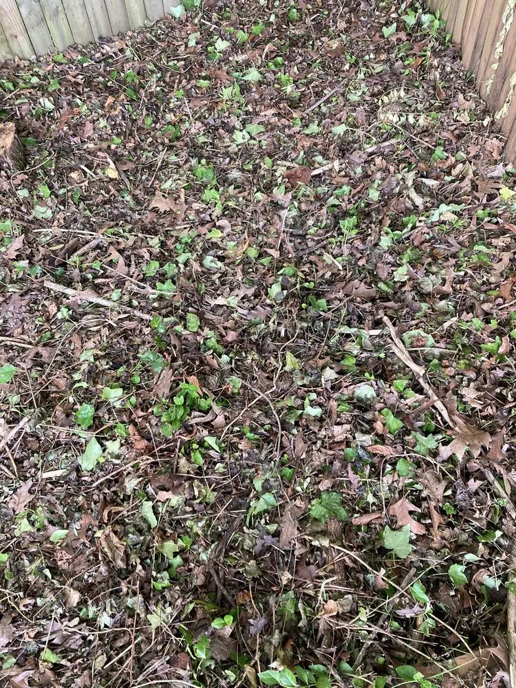 Expert landscaping services in Falls Church, VA by GW Tree Services