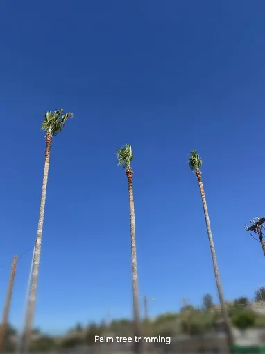 Affordable landscape design for year-round maintenance across Rio Rico, AZ - GXH Landscaping