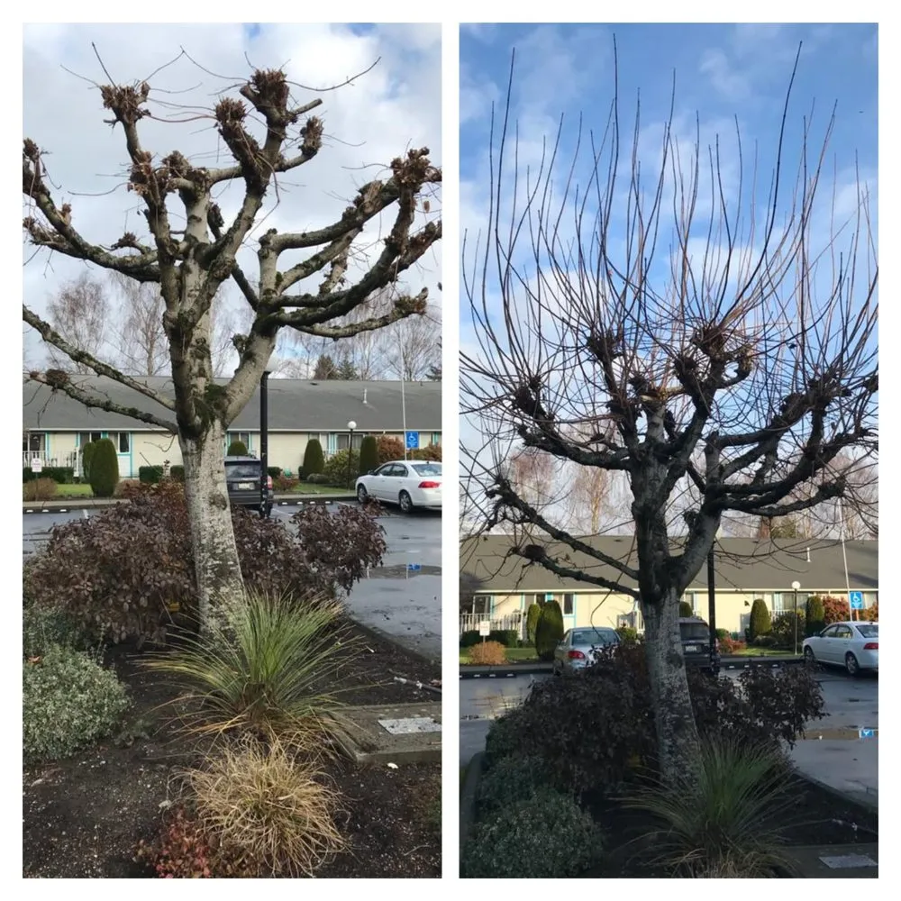 Affordable residential landscaping with custom design across Burlington, WA - GZ Lawn Maintenance