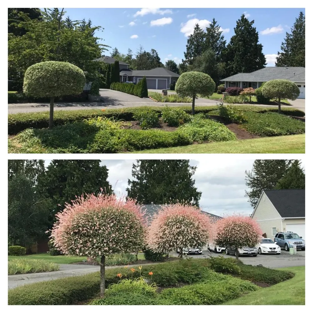 Custom lawn care service for outdoor upgrades across Burlington, WA - GZ Lawn Maintenance