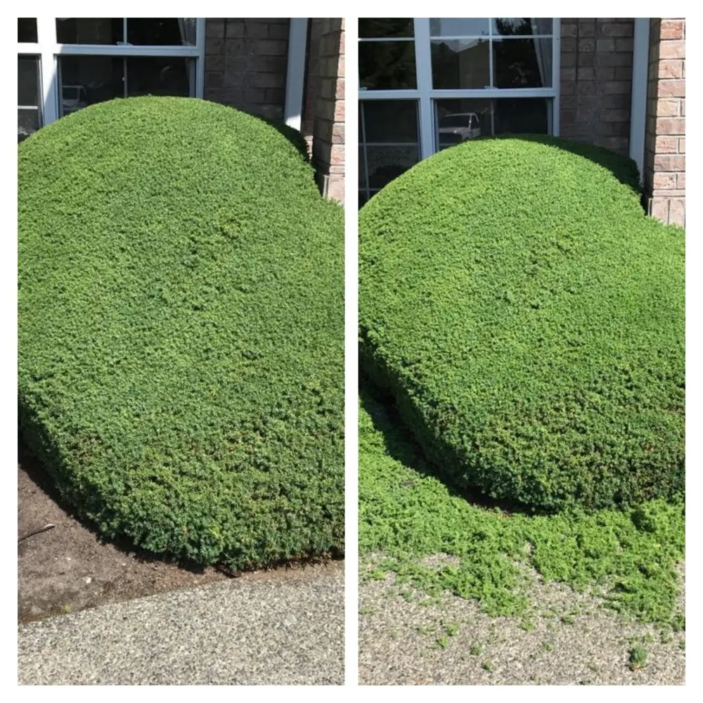 Local lawn mowing service experts serving Burlington, WA - GZ Lawn Maintenance