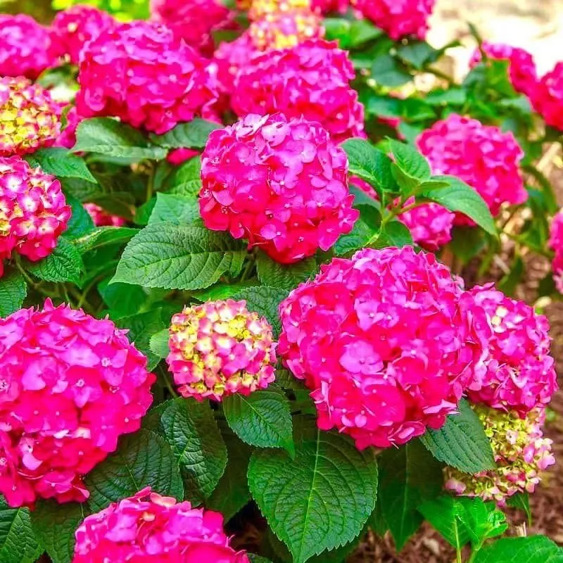 Professional landscaping services in Huger, SC - H & K Landscaping