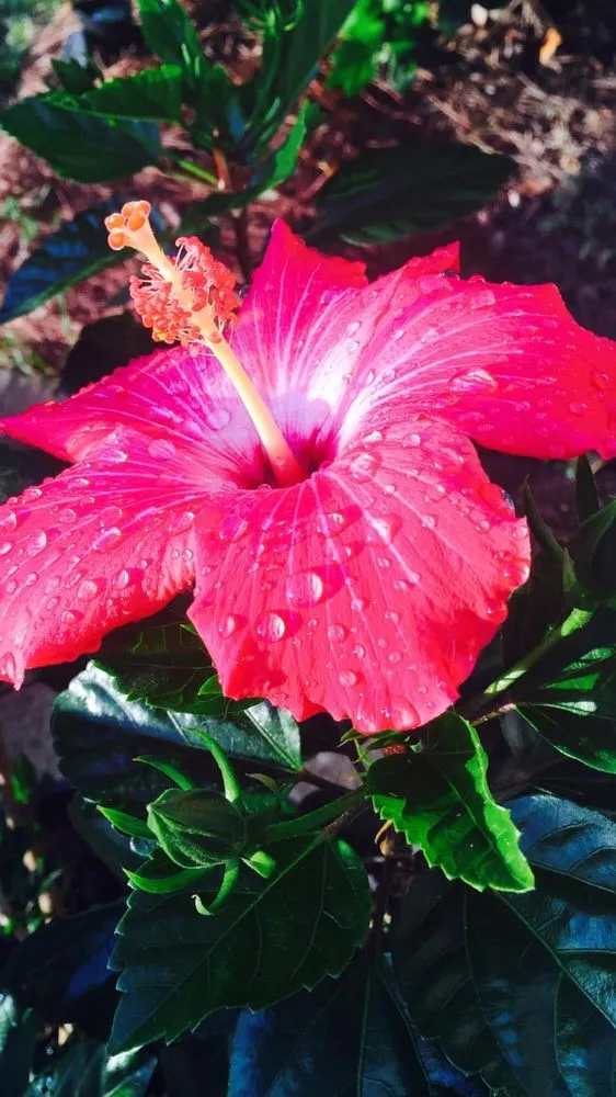 Custom garden landscaping for beautiful yards in Huger, SC by H & K Landscaping