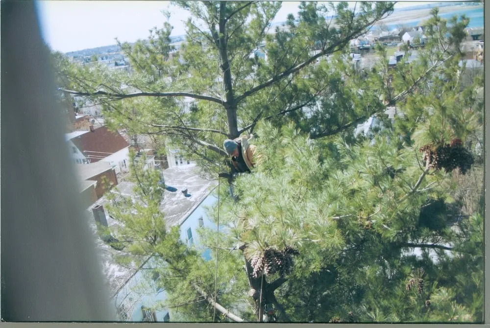 Local landscaping services experts serving Weymouth, MA - H & L Tree Removal