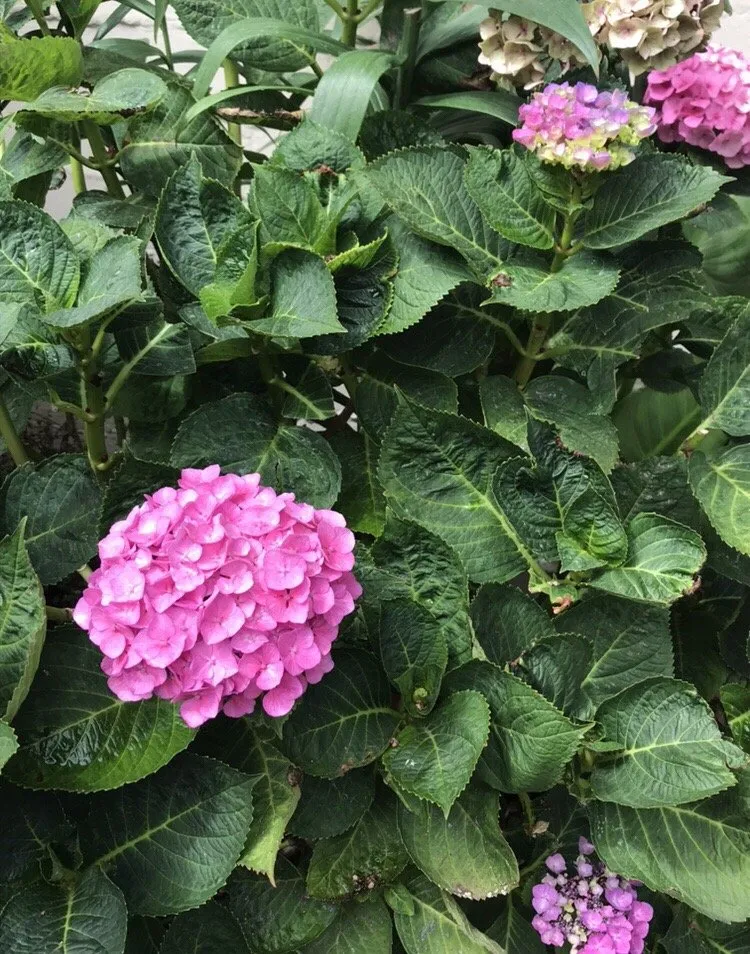 Expert lawn care service experts serving Duarte, CA - H & M Landscape & Irrigation Design