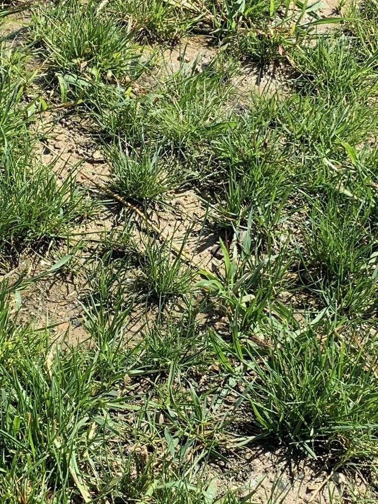 Expert lawn care service for beautiful yards in Swartz Creek, MI by H & M Landscaping