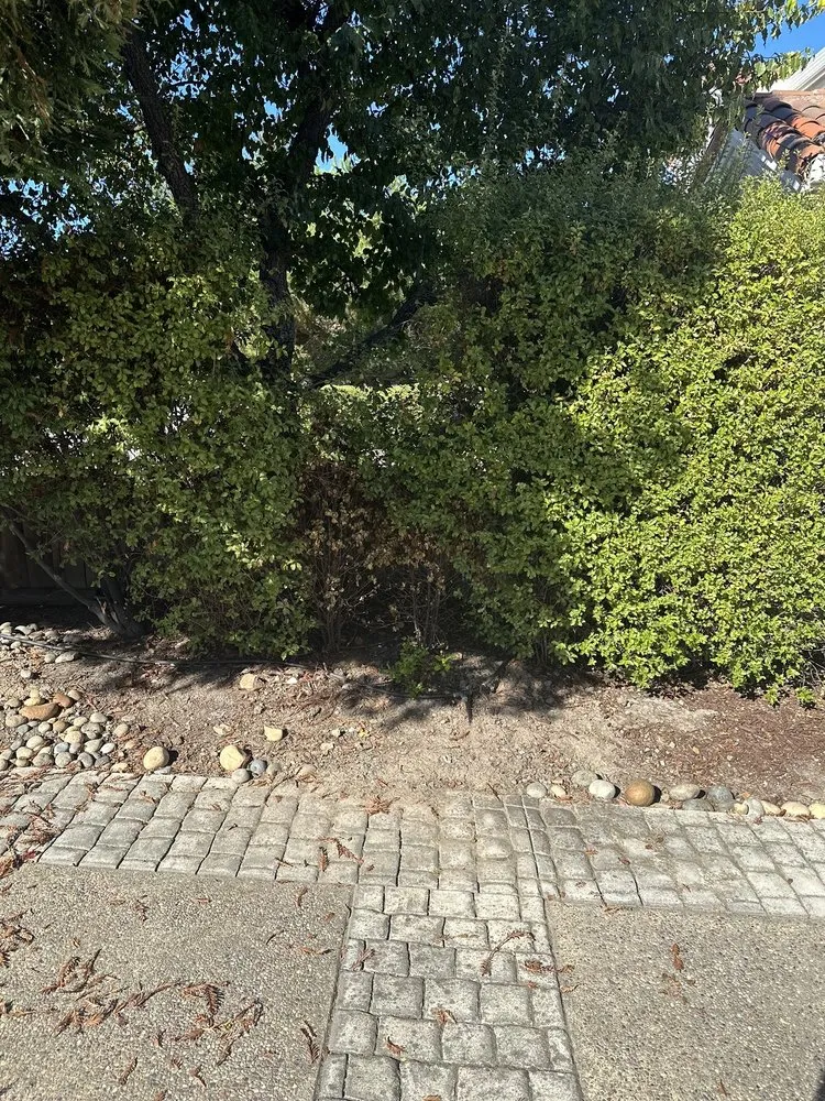 Custom landscape design in Pittsburg, CA by H & N Landscaping & Anthony Concrete Pump