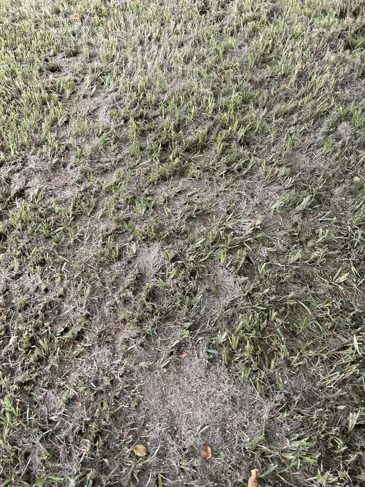 Custom yard cleanup service for residential properties across Ruskin, FL - H & N lawn service