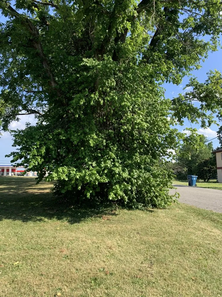 Top-rated residential landscaping with custom design in Frankfort, KY by H and L Lawn and Tree Service