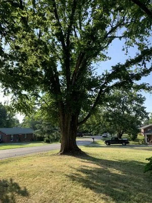 H and L Lawn and Tree Service Logo