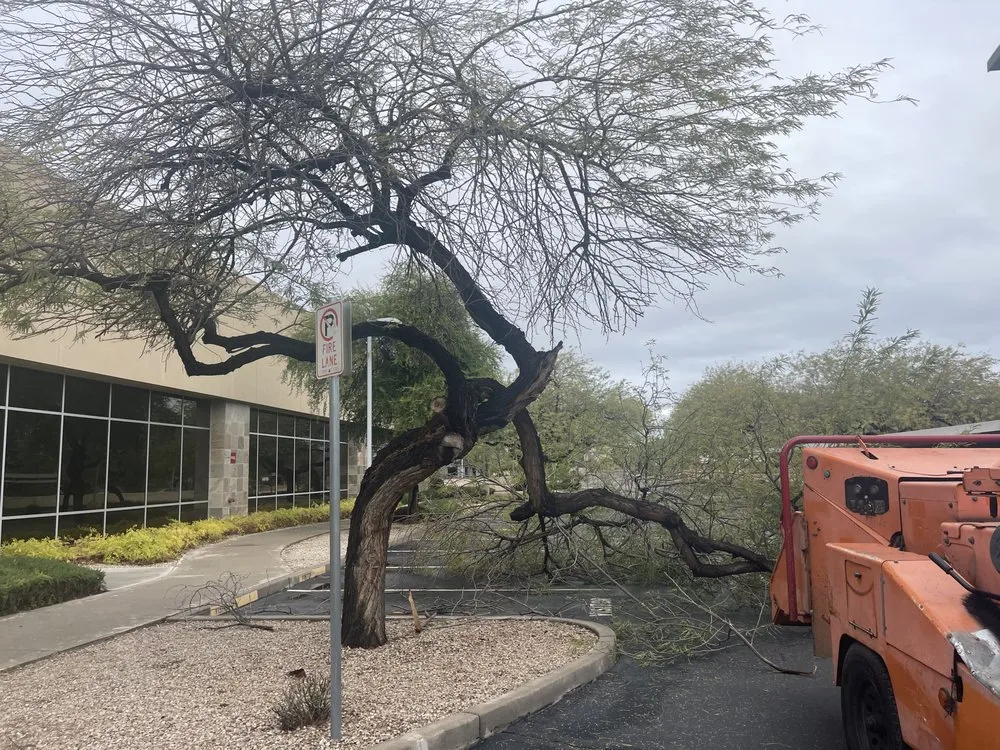 Top-rated landscaping services in Phoenix, AZ - H And R Tree Service