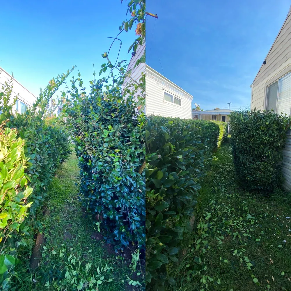 Professional lawn mowing service in Sacramento, CA by H E G Lawn Services