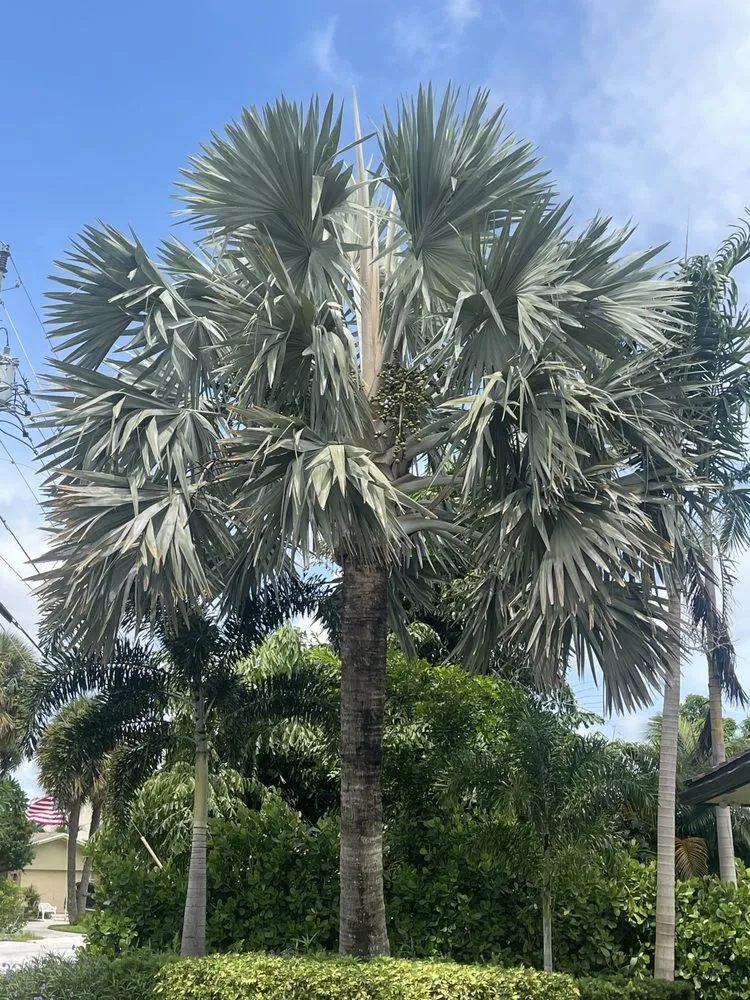 Trusted landscape installation for homes across Lake Worth Beach, FL - H Gabriel Lawn services & Tree Trimming