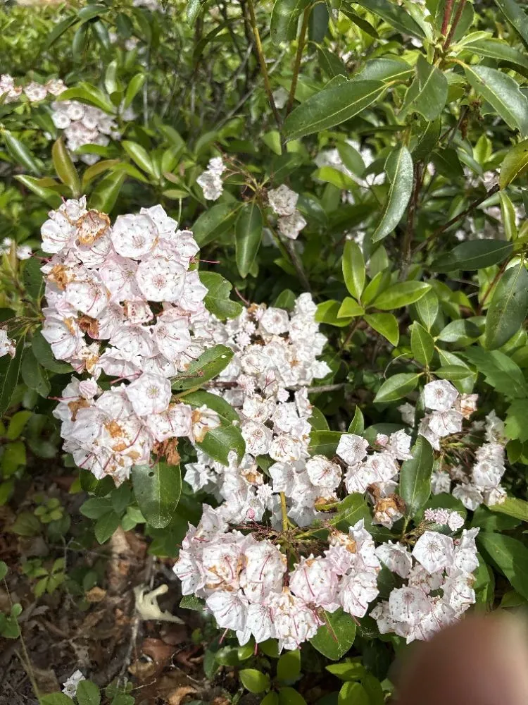 Local garden landscaping for beautiful yards in Spring City, TN by H I Landscaping