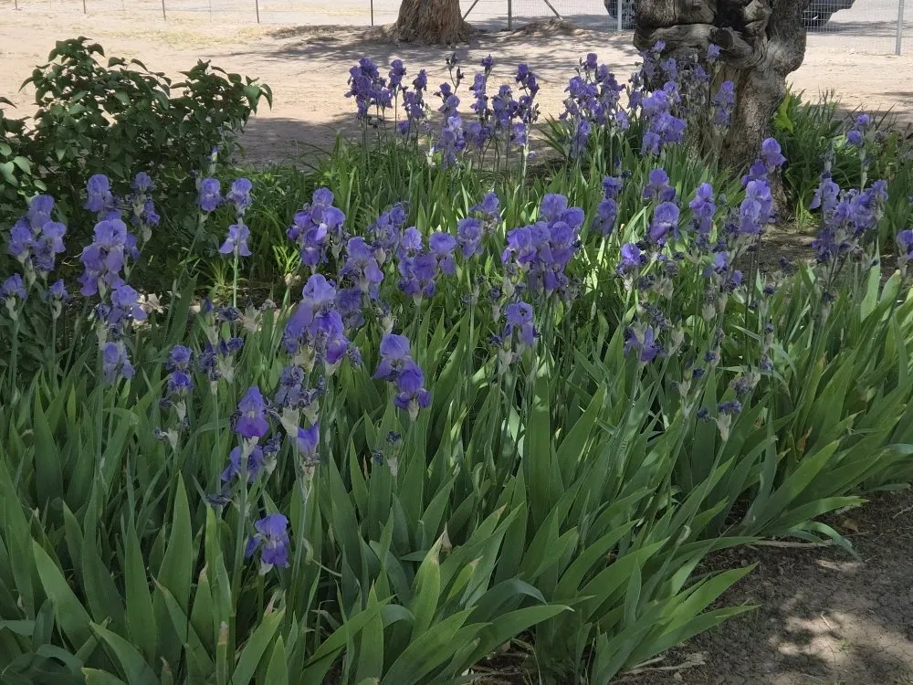 Trusted outdoor landscaping in Rio Rancho, NM by H L Services