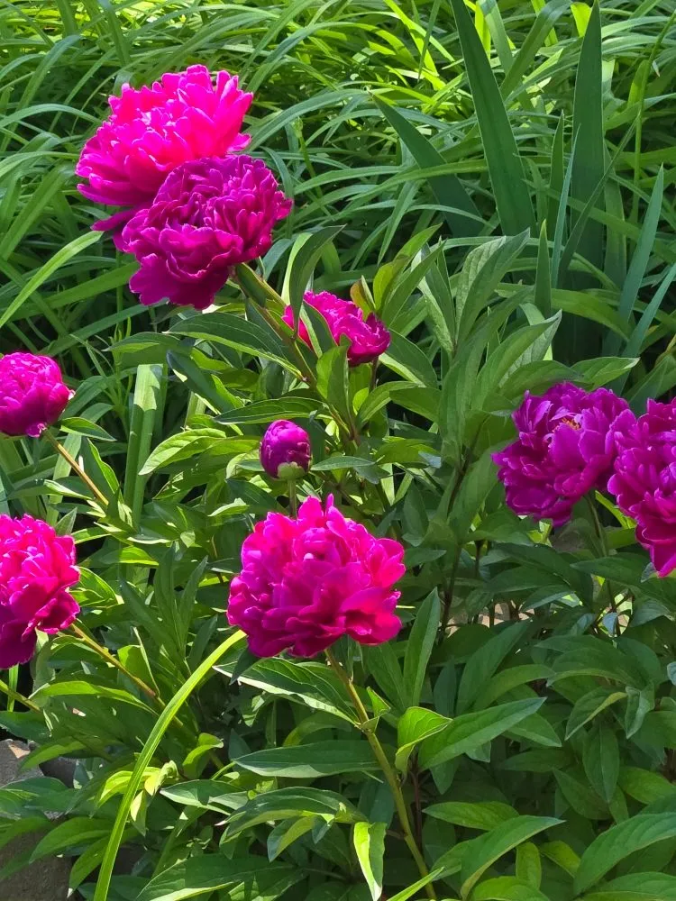 Top-rated yard maintenance for beautiful yards in Rio Rancho, NM by H L Services