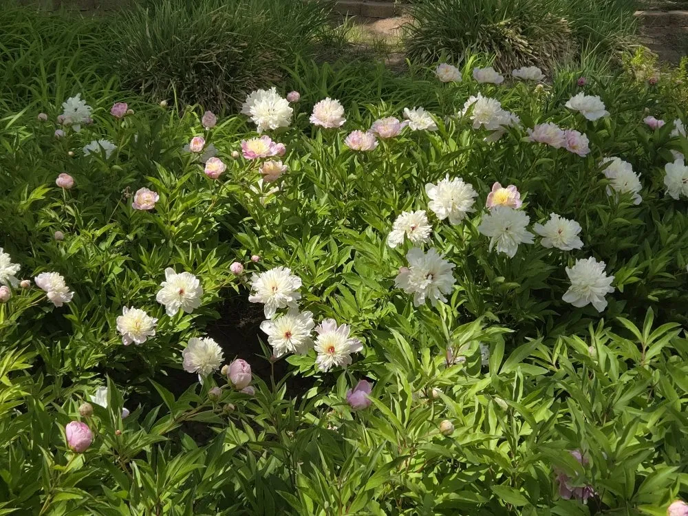 Affordable landscape design in Rio Rancho, NM - H L Services