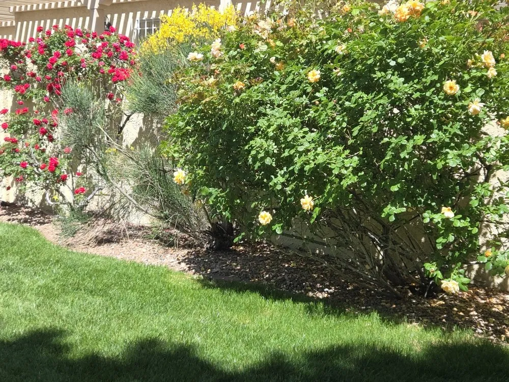 Local landscaping services for year-round maintenance across Rio Rancho, NM - H L Services