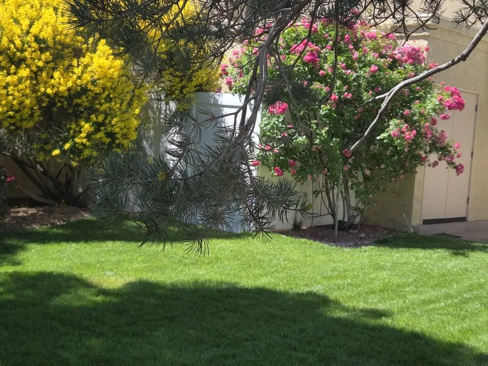 Professional yard maintenance experts serving Rio Rancho, NM - H L Services