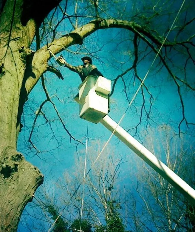 Expert yard cleanup service for beautiful yards in Athens, GA by H Lockett & Assoc Tree service