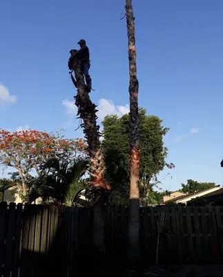 H Olguin Nursery and Landscaping