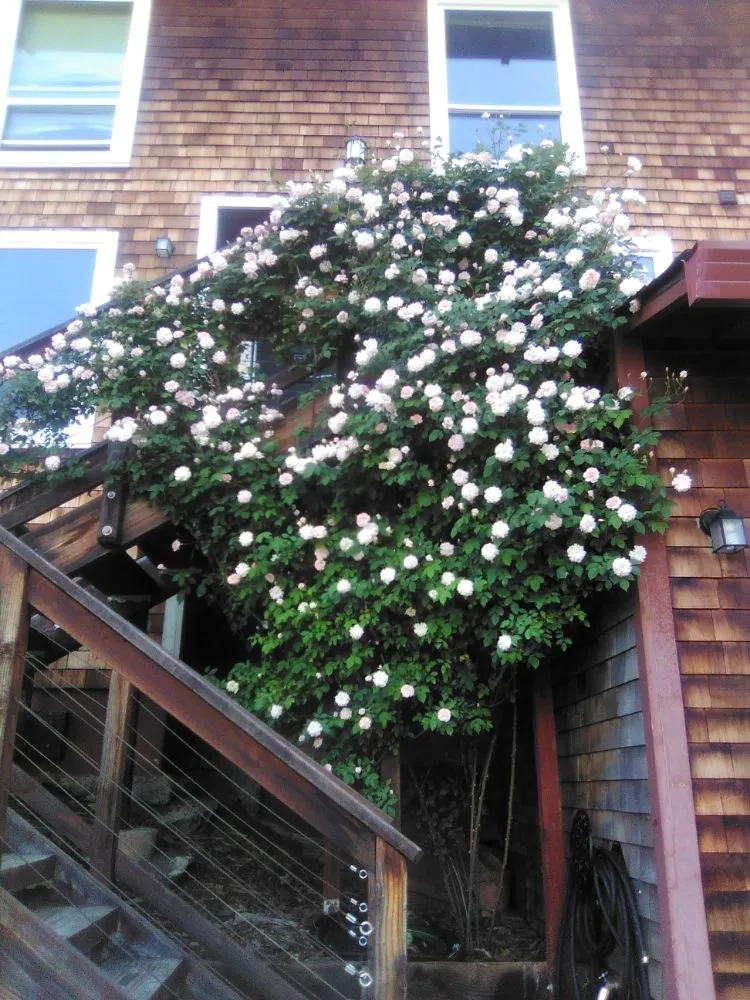 Affordable landscaping services for beautiful yards in Antioch, CA by H R Handyman services