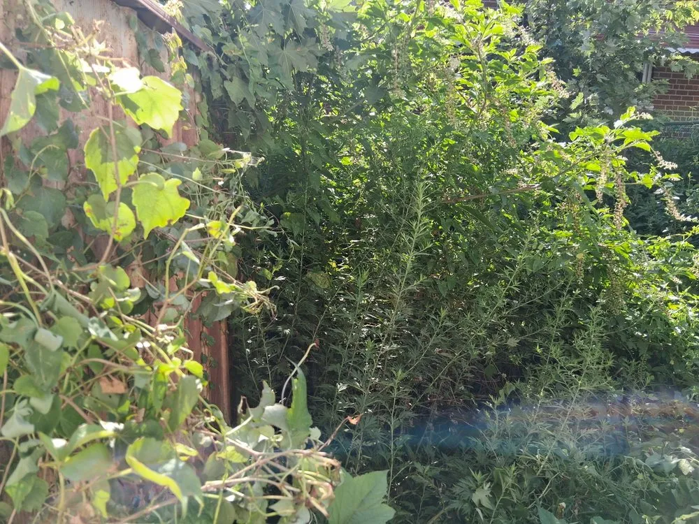 Top-rated lawn care service for residential properties in New York, NY by H&A Lawn Service