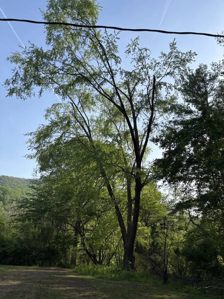 Custom landscape design for beautiful yards across Elkwood, VA - H&A Meza Tree Service