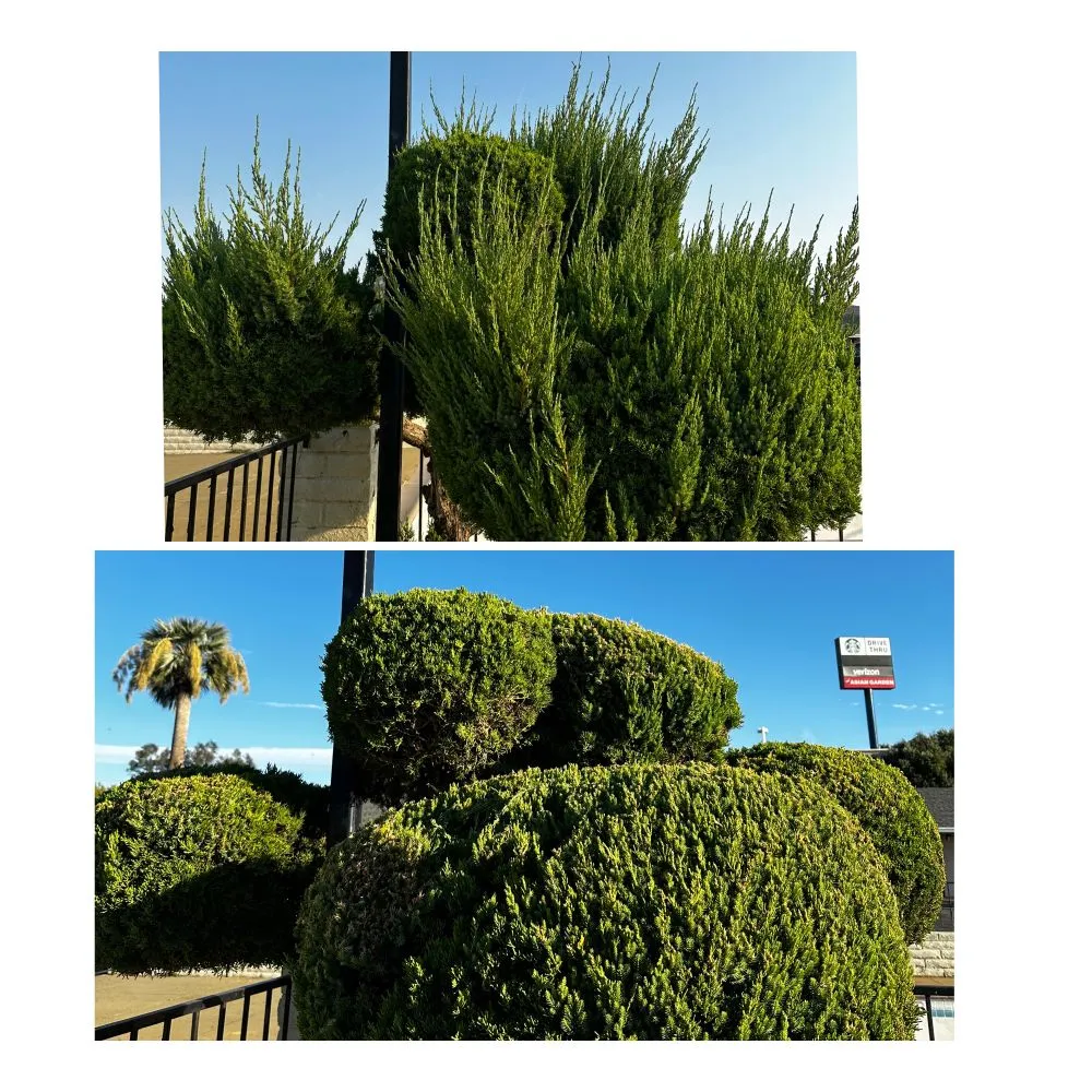 Local outdoor landscaping for year-round maintenance across Corning, CA - H&A Services