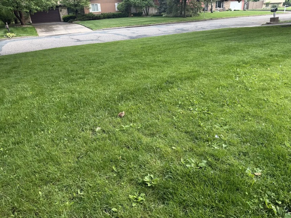 Professional yard cleanup service in Hudson, WI - Haas Home Solutions