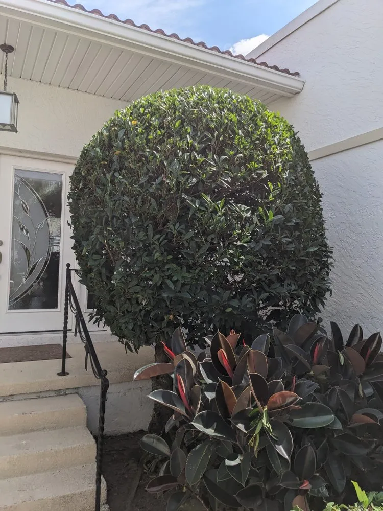 Custom yard cleanup service with custom design across Sarasota, FL - Haas Lawn Care