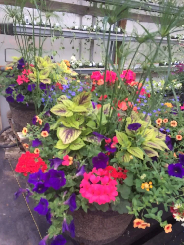 Expert yard cleanup service in Spokane, WA - Haase's Greenhouse