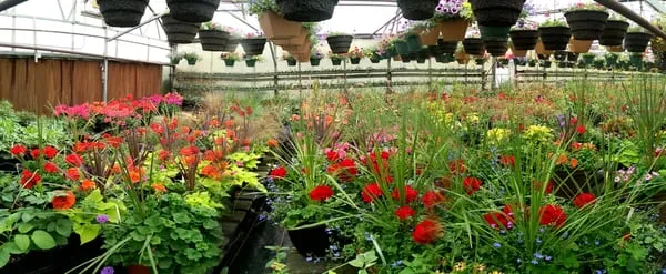 Haase's Greenhouse Logo