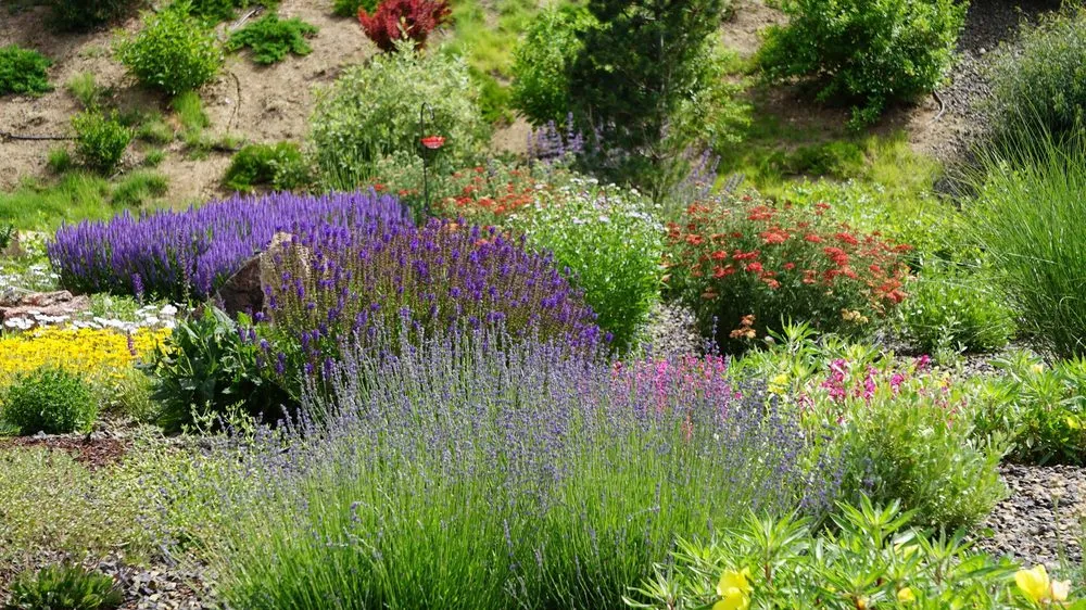 Trusted yard maintenance experts serving Eagle, ID - Habiscapes