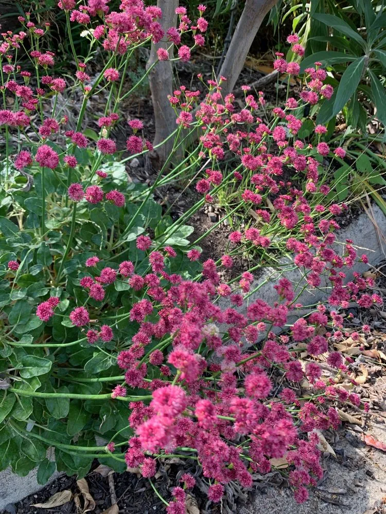 Reliable yard cleanup service experts serving Sebastopol, CA - Habitat Gardens CA