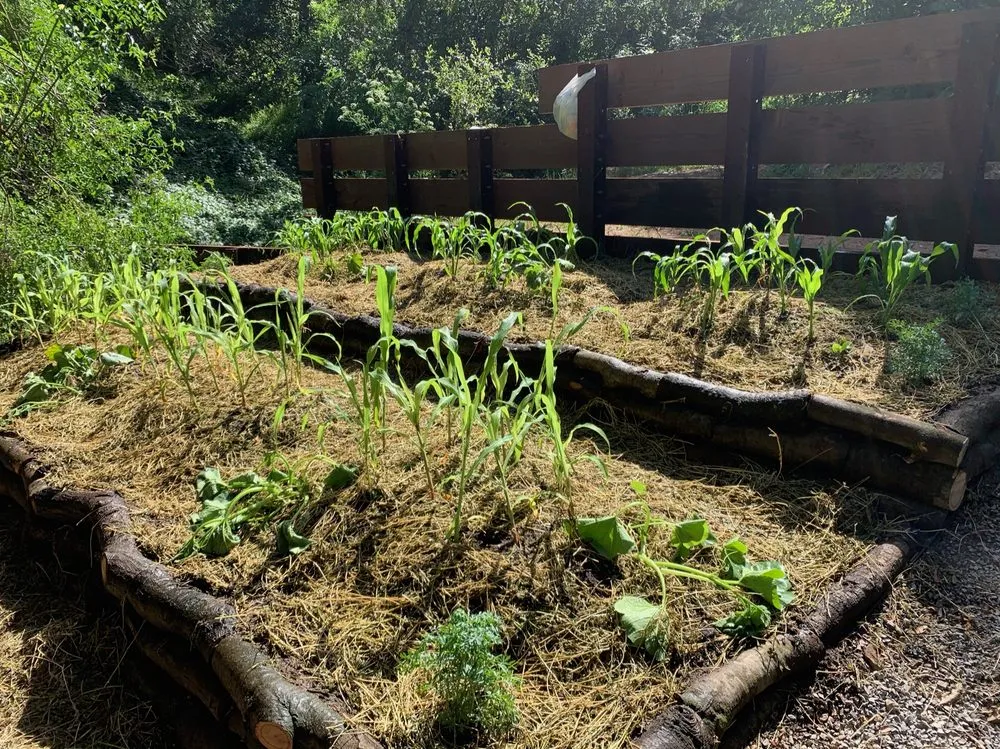 Reliable landscape installation in Sebastopol, CA by Habitat Gardens CA
