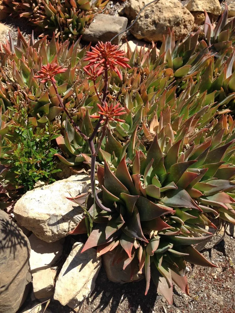 Top-rated yard cleanup service in Sebastopol, CA - Habitat Gardens CA