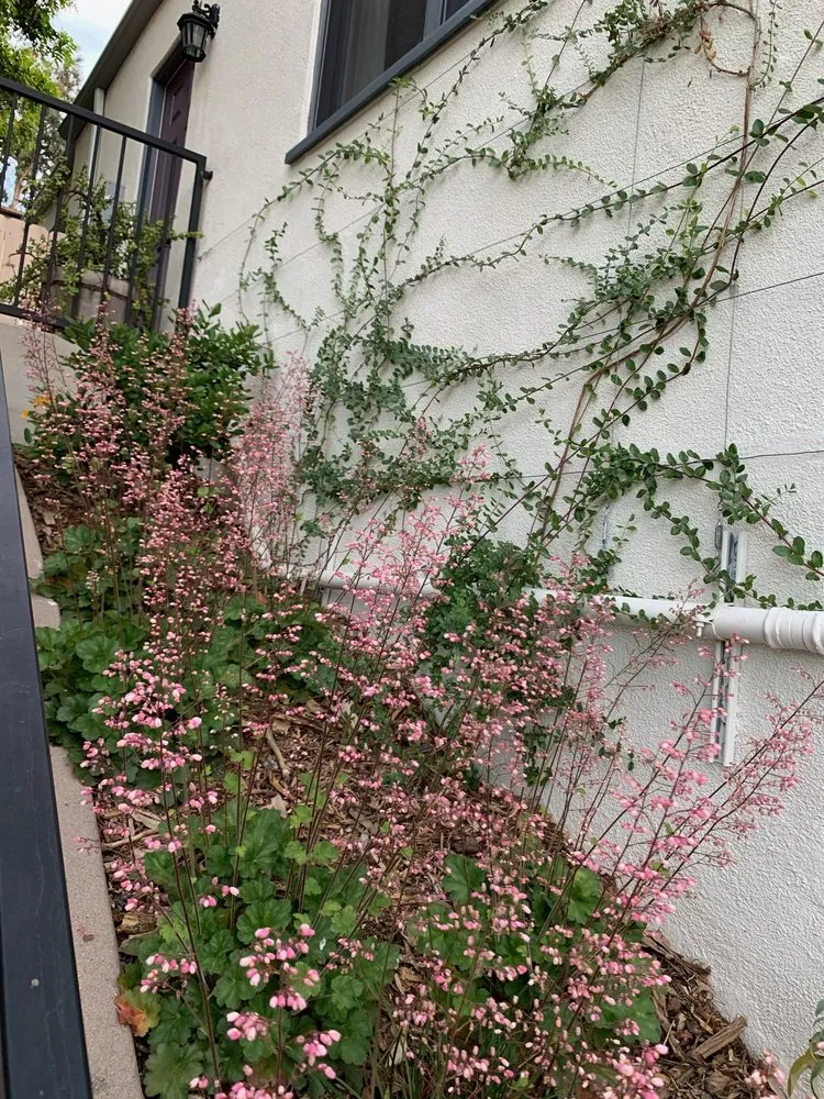 Top-rated landscaping services for beautiful yards in Sebastopol, CA by Habitat Gardens CA