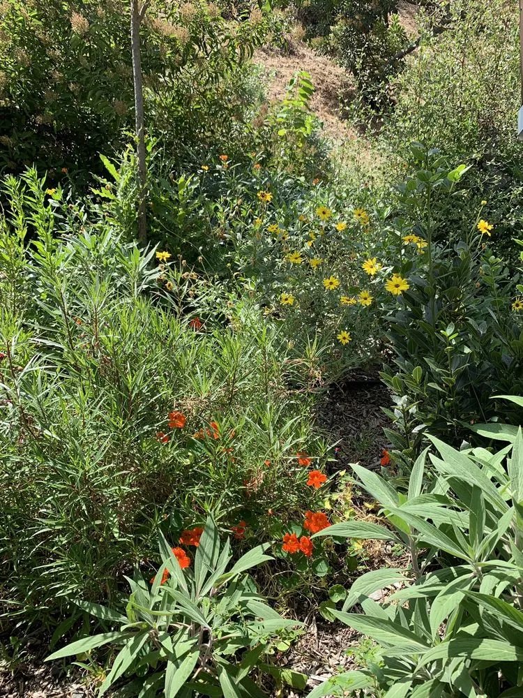 Trusted landscape design for beautiful yards across Sebastopol, CA - Habitat Gardens CA